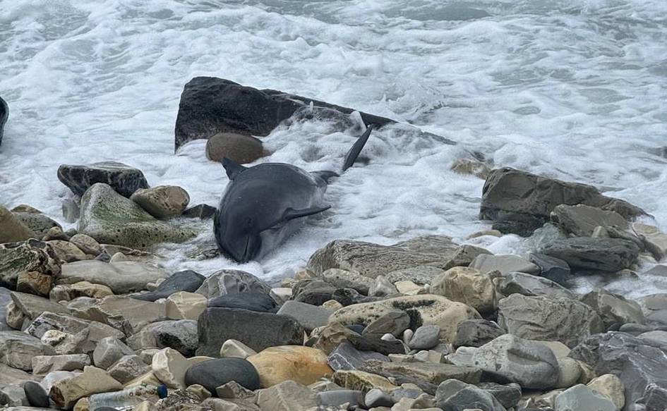 Qora dengizda yuzlab delfinlar nobud boʻldi